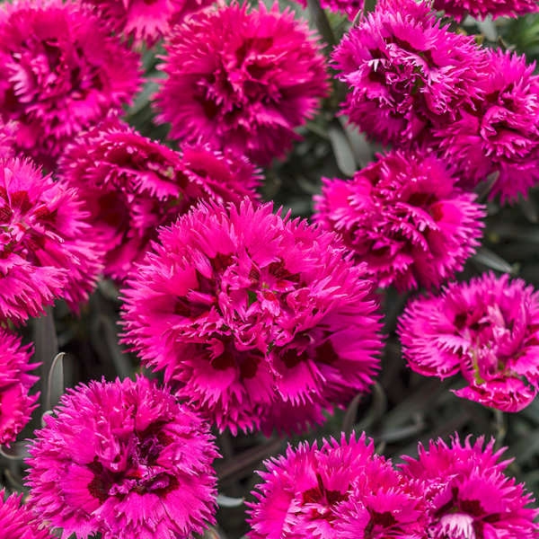 Dianthus 'Spiked Punch' 
